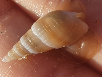 Bullia mozambicensis LC