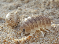 Tylos capensis EN