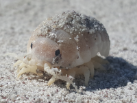 Tylos granulatus EN